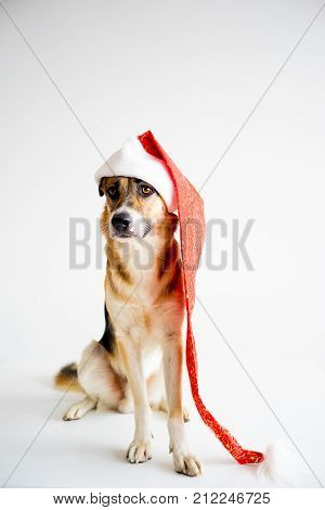 A portrait of a dog in a christmas outfit