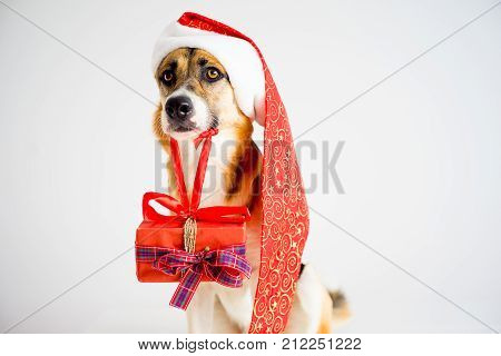 A portrait of a dog in a christmas outfit