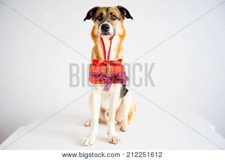 A portrait of a dog in a christmas outfit