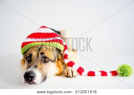 A portrait of a dog in a christmas outfit