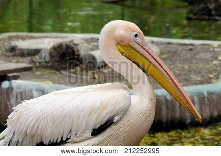Great white pelican (Pelecanus onocrotalus) also known as the eastern white pelican rosy pelican or white pelican. Ukraine, 2017.
