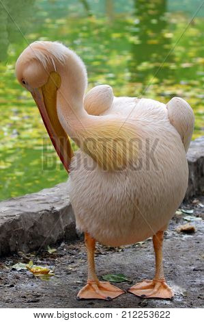 Great white pelican (Pelecanus onocrotalus) also known as the eastern white pelican rosy pelican or white pelican. Ukraine, 2017.