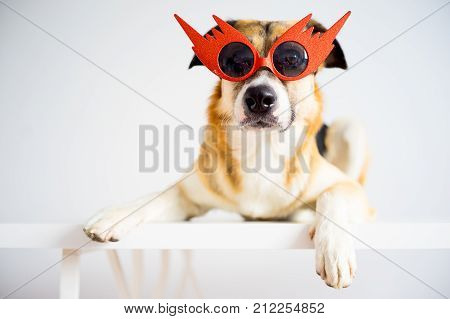 A portrait of a dog on a white background