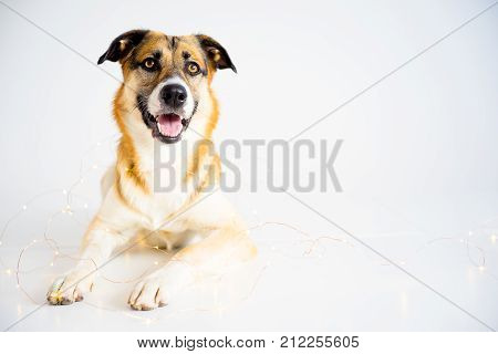 A portrait of a dog on a white background