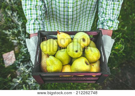 Organic fruit. Farmers hands with freshly harvested fruit. Fresh organic pears.