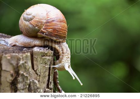 Big Snail