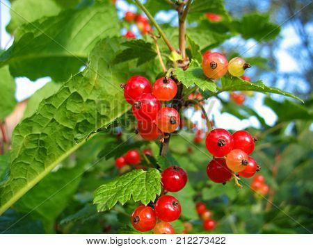 There are red berries of currants znd green leaves