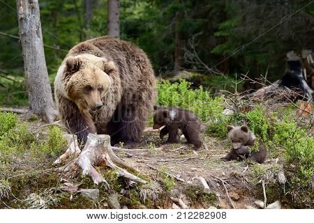 Young Brown Bear In The Forest