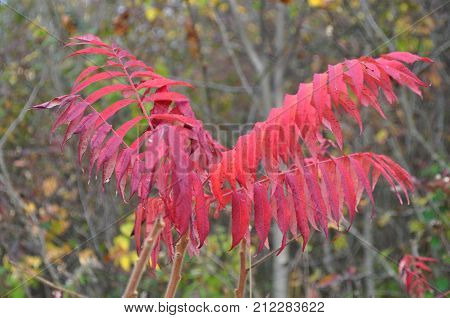 Fall foliage in Adirondacks in Northern New York.