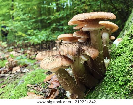Honey Fungus Closeup Growing In Wild Forest