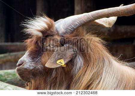 Domestic Billy Goat portrait in the fence