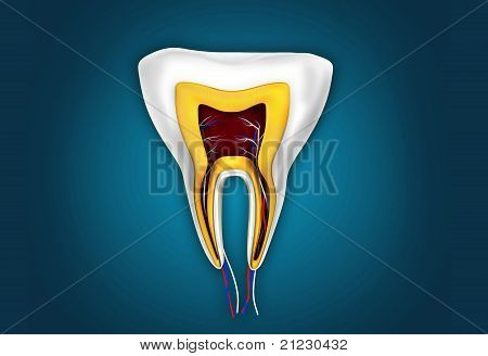 anatomia del dente