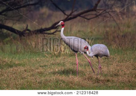 Sarus Cranes (grus Antigone) In Keoladeo Ghana National Park, Bharatpur, Rajasthan, India
