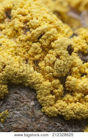 Fuligo septica mushrooms (slime mould) on an old stump
