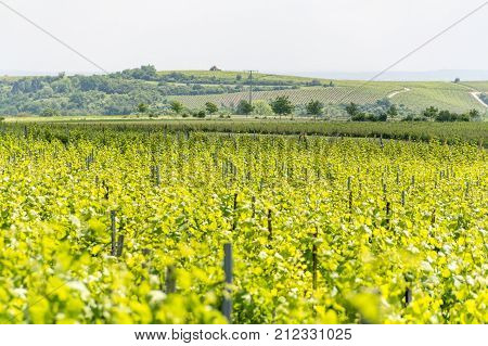 winegrowing scenery around Loerzweiler in the Rhineland-Palatinate in Germany at spring time