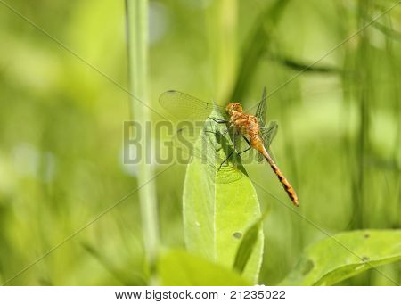 Kadın sarı ayaklı Meadowhawk