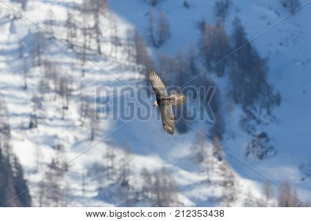 Adult Bearded Vulture (gypaetus Barbatus) In Flight, Forest, Snow, Winter