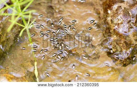 small bugs on the surface of the water .