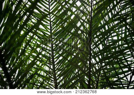 tropical plant fernleaf shadow against blue sky - abstract, background use
