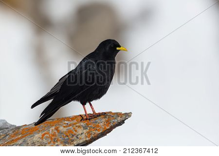 One Alpine Chough Bird (pyrrhocorax Graculus) Standing On Rock, Snow