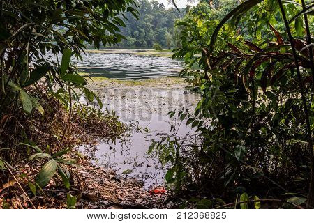 Swamp. Macritchie reservoir park Singapore. View of the reservoir from the shore.