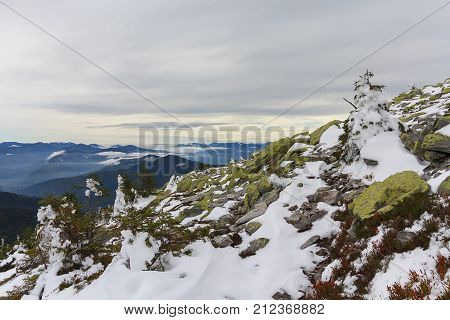 Pines and gorgan covered with snow at the top of the mountain. Carpathians