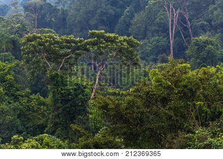 View of a dense tropical forest. High trees covered with weaving plants in the background of the forest. Macritchie reservoir park Singapore
