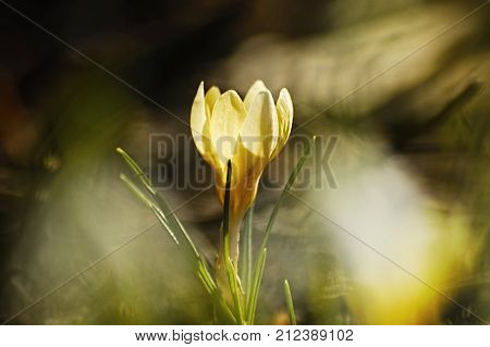 Crocus. beautiful first flowers. Wild nature. Garden.