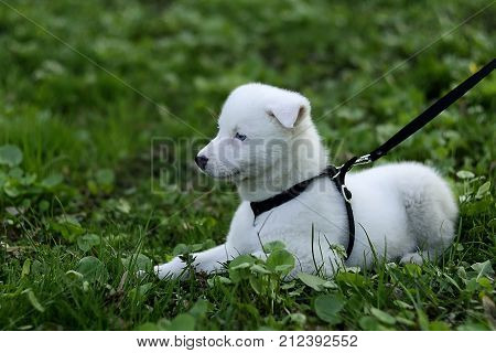 White Siberian husky puppy with blue eyes.
