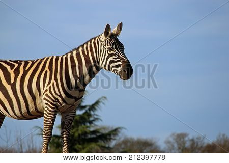 Maneless Zebra