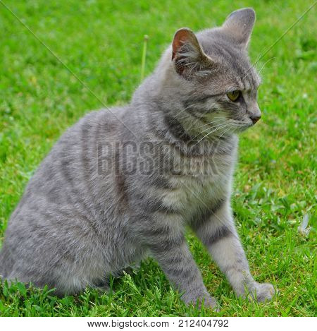 A small cat in nature - outdoor recreation with animals