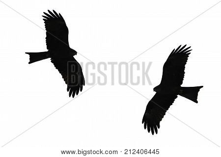 Birds of prey silhouette , Western Marsh Harrier