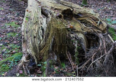 Storm damage: Broken tree in woods, autumn forest europe