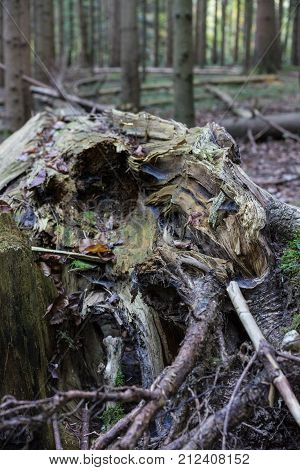 Storm damage Broken tree in woods, autumn forest europe