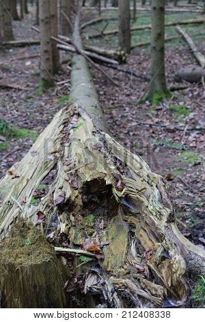 Storm damage: Broken tree in woods, autumn forest europe