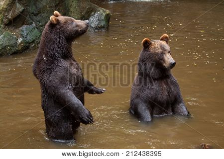 Kamchatka brown bear (Ursus arctos beringianus), also known as the Far Eastern brown bear standing on its hind legs. 