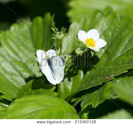 butterfly on flower strawberries . In the park in nature
