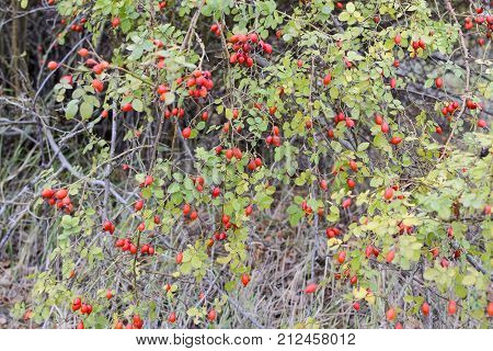 Hips Bush With Ripe Berries. Berries Of A Dogrose On A Bush. Fruits Of Wild Roses. Thorny Dogrose. R
