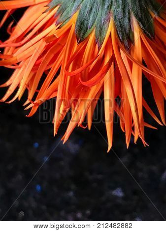 Back of an orange Spider Gerbera flower close up with flower at the top and with a black granite background and space for text.