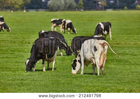 Cows grazing the fresh grass