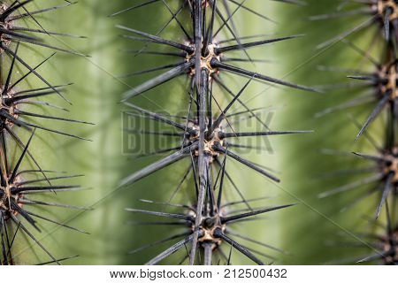 Macro photo of Saguaro cactus needles closeup