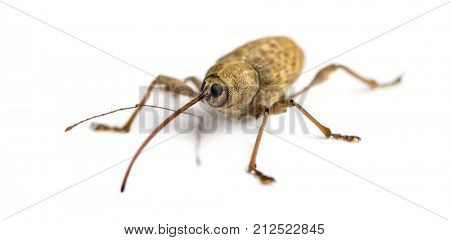 Acorn weevil, Curculio glandium, isolated on white
