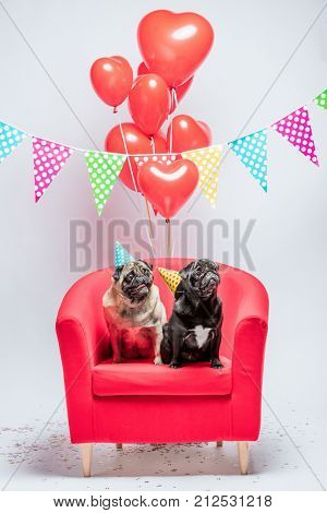 Two little pugs, one black, the other beige, wearing birthday hats, sitting on a red chair with red heart-shaped ballons and colorful garlands above them.