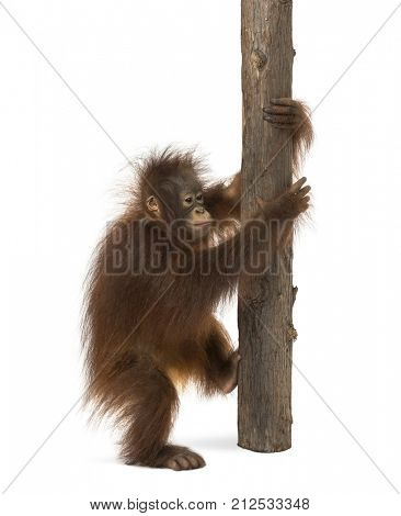 Side view of a young Bornean orangutan climbing on a tree trunk, Pongo pygmaeus, 18 months old, isolated on white