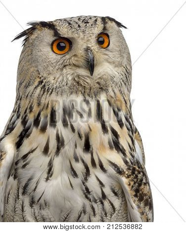 Close-up of a Siberian Eagle Owl - Bubo bubo (3 years old) in front of a white background