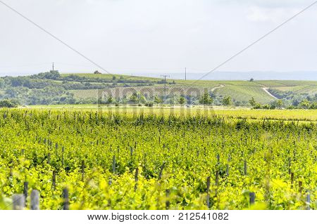 winegrowing scenery around Loerzweiler in the Rhineland-Palatinate in Germany at spring time