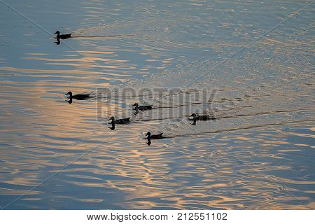 ducks floating on the water silhouettes of ducks at sunset the river