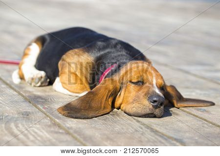 Little sweet puppy of Basset hound with long ears lying on a wooden floor and resting - sleeping