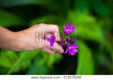 Puprle flower in the woman hand horizontal photo