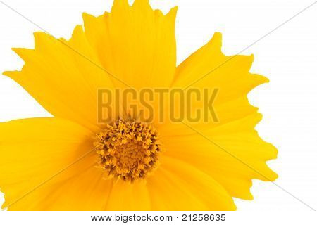 Coreopsis blomster - Latin Coreopsis Ferulifolia, isoleret på hvid baggrund